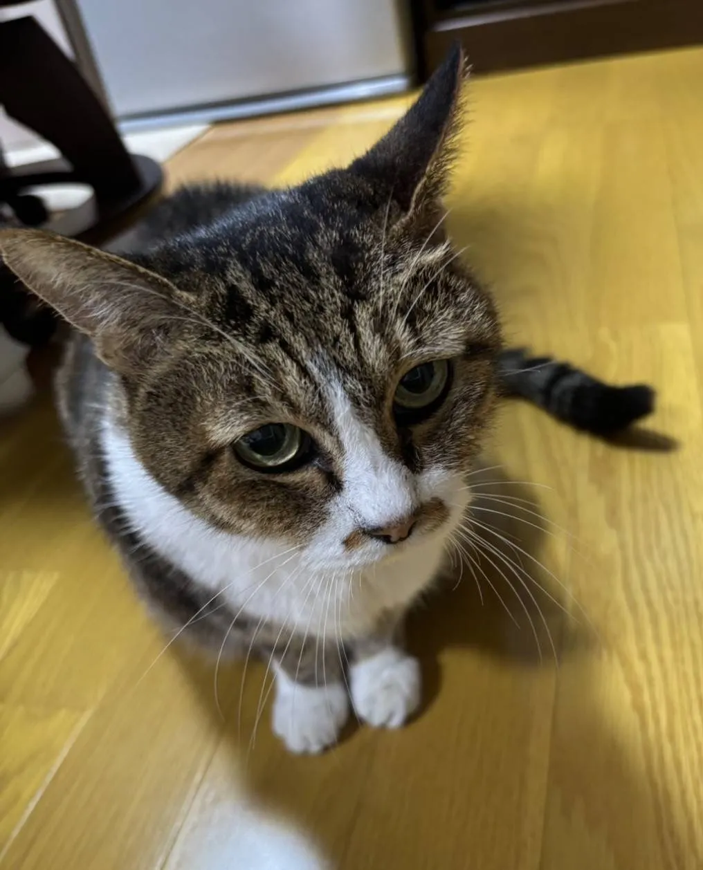 直方市のププちゃん