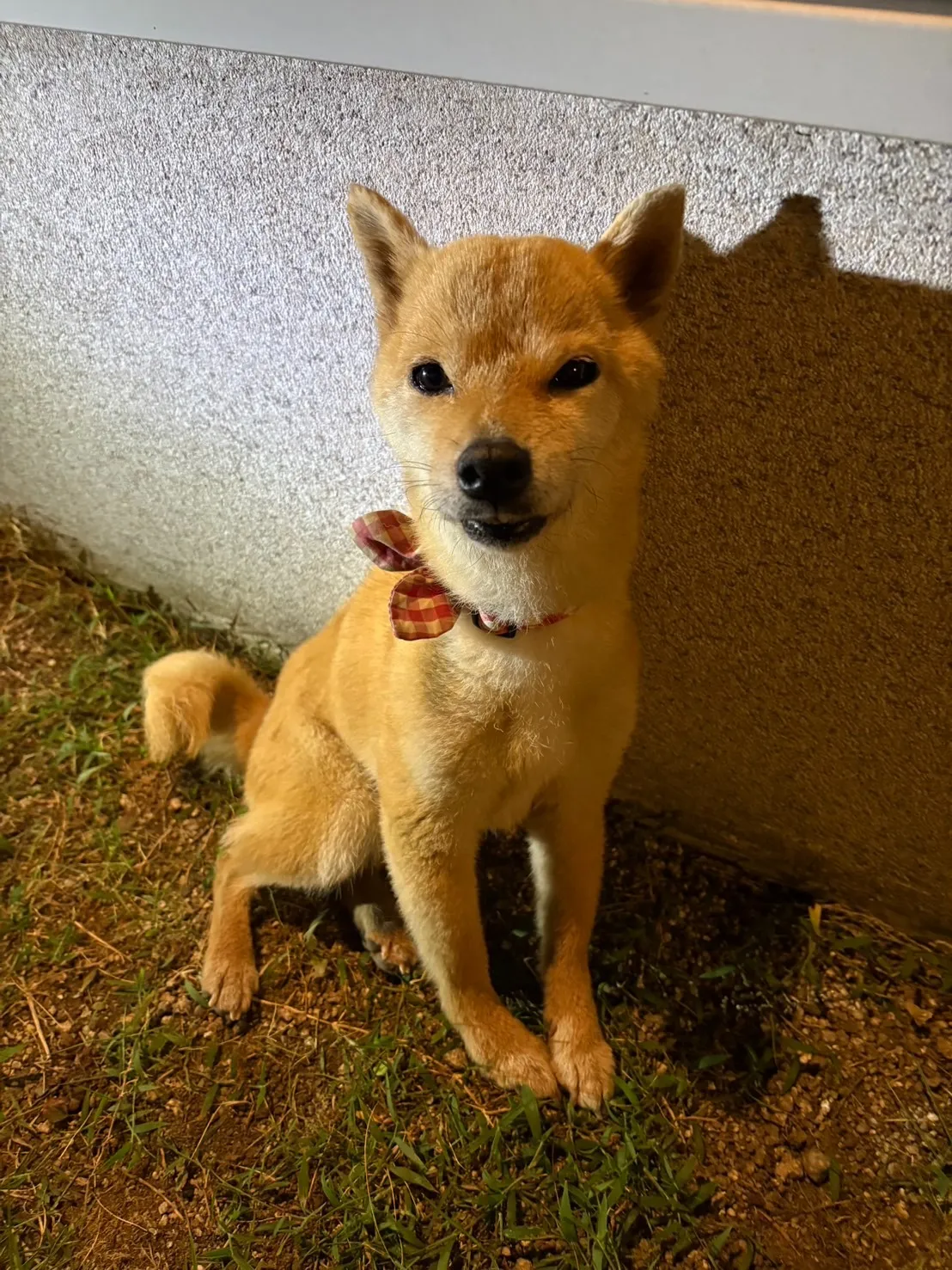 福智町のもみじちゃん②